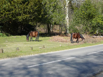 Beaulieu, the New Forest