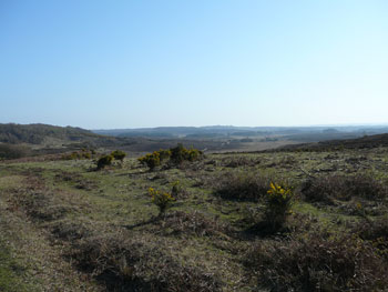 New Forest Heathland