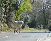 More wild horses roaming in the New Forest