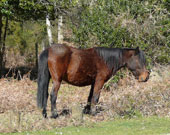 New Forest Wild Ponies